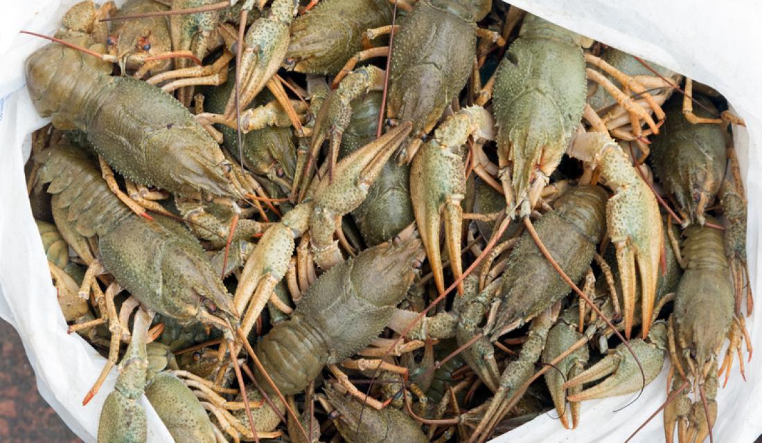 Chitosan – aus Krabbenschalen Geld machen