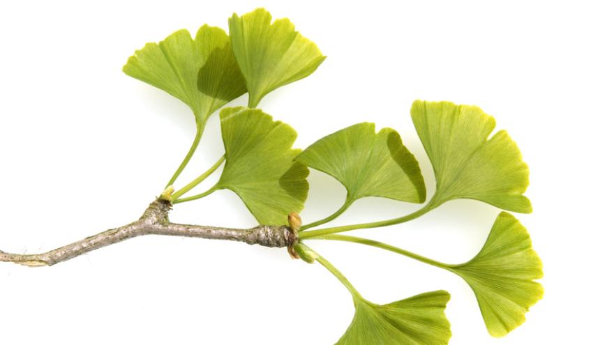 Ginkgozweig