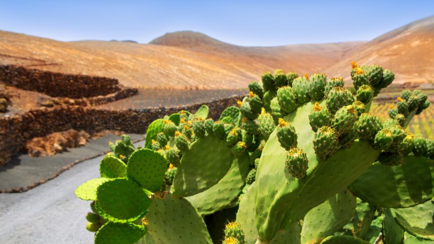 Nopal Pflanze Nahrungsergänzugsmittel