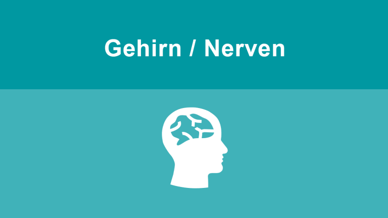 Gehirn Nerven